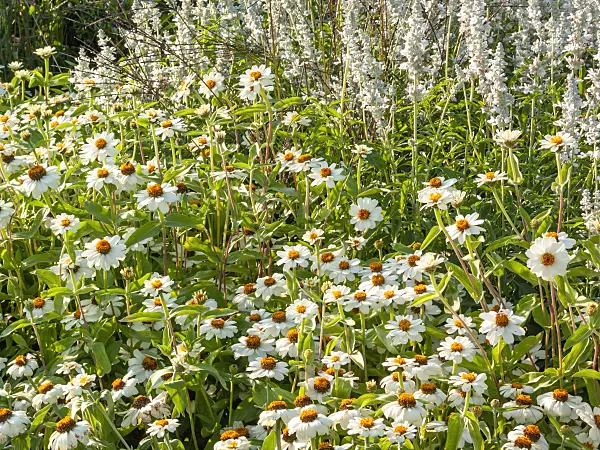 416058 - Narrowleaf zinnia (Zinnia angustifolia 'Profusion White')