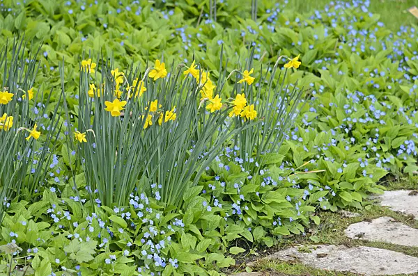 544011 - Narzisse (Narcissus) und Gedenkemein (Omphalodes verna)