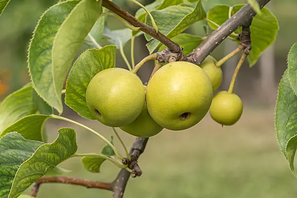 664361 - Nashi-Birne (Pyrus pyrifolia 'Shinseiki')