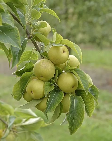 547262 - Nashi pear (Pyrus pyrifolia 'An Ben Pear')