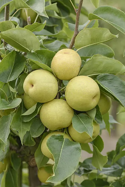 547263 - Nashi pear (Pyrus pyrifolia 'An Ben Pear')