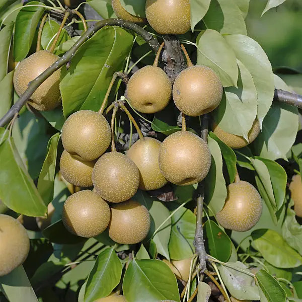 471453 - Nashi pear (Pyrus pyrifolia 'He Tu Pear')