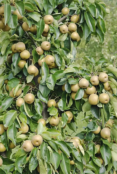 490116 - Nashi pear (Pyrus pyrifolia 'He Tu Pear')