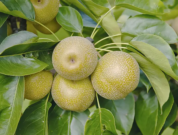 490117 - Nashi pear (Pyrus pyrifolia 'He Tu Pear')