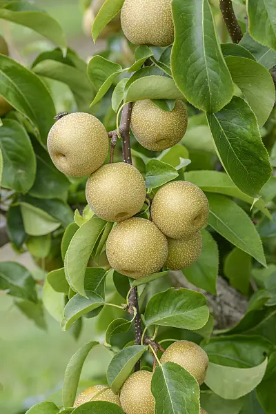 558201 - Nashi pear (Pyrus pyrifolia 'Hosui')