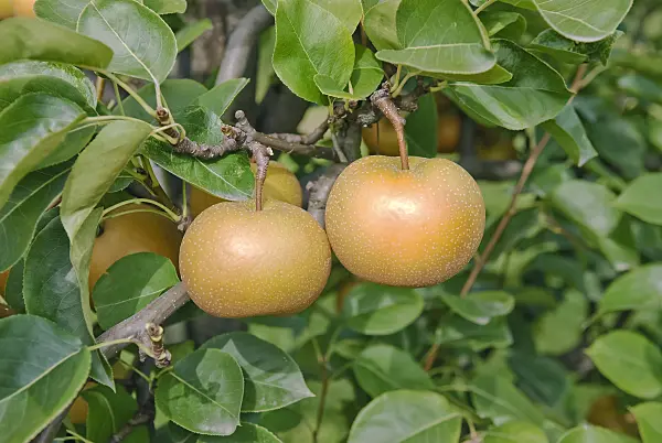 490119 - Nashi pear (Pyrus pyrifolia 'Kil Tu Pear')