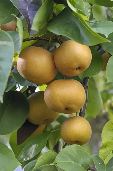 517369 - Nashi pear (Pyrus pyrifolia 'Kumoi')