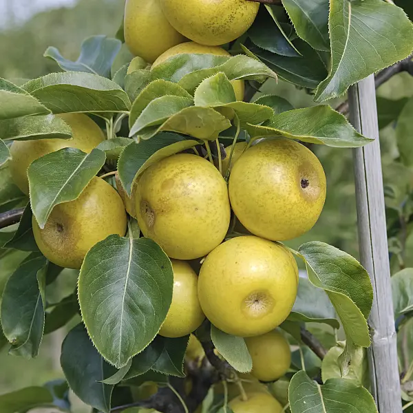 490120 - Nashi pear (Pyrus pyrifolia 'Nijiseiki')