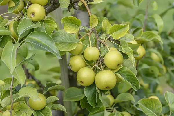 558202 - Nashi pear (Pyrus pyrifolia 'Nijiseiki')
