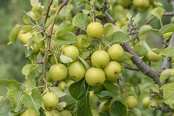 575297 - Nashi pear (Pyrus pyrifolia 'Nijisseiki')