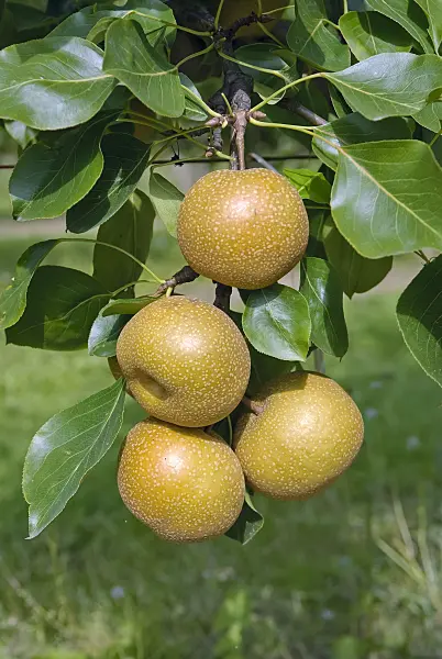 490122 - Nashi pear (Pyrus pyrifolia 'Sin Chon Pear')