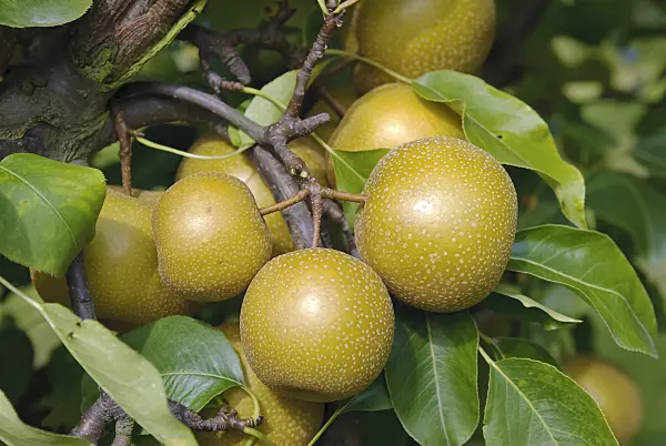 490123 - Nashi pear (Pyrus pyrifolia 'Syn Wy Tu Pear')