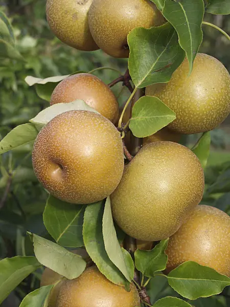 517370 - Nashi pear (Pyrus pyrifolia 'Syn Wy Tu Pear')