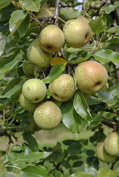 490124 - Nashi pear (Pyrus pyrifolia 'Wan Phyon Pear')