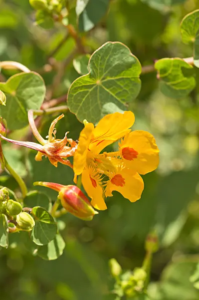 511144 - Nasturtium (Tropaeolum minus)