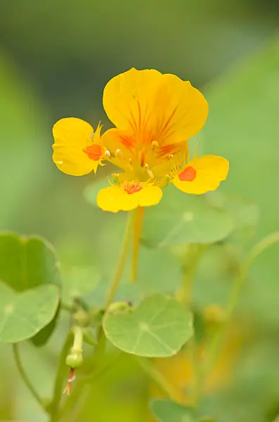 534467 - Nasturtium (Tropaeolum minus)