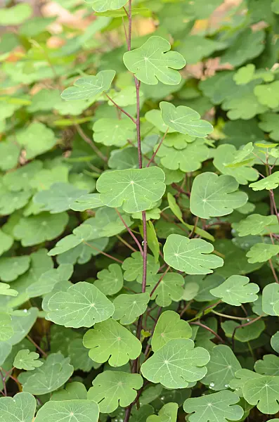 525402 - Nasturtium (Tropaeolum tuberosum)