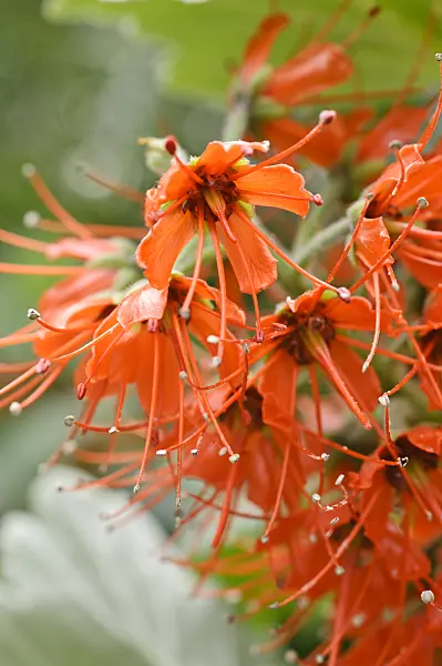 472105 - Natal bottlebrush (Greyia sutherlandii)