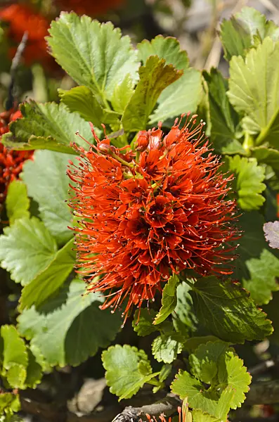 508457 - Natal bottlebrush (Greyia sutherlandii)
