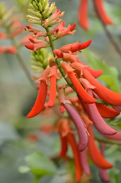 547399 - Natal coral tree (Erythrina humeana)