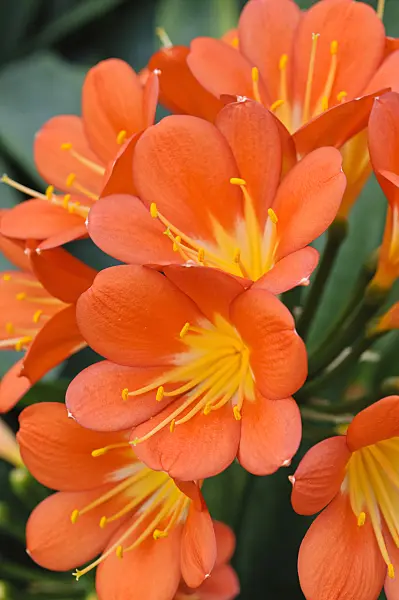 471088 - Natal lily (Clivia miniata)
