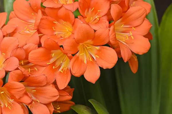 531153 - Natal lily (Clivia miniata)