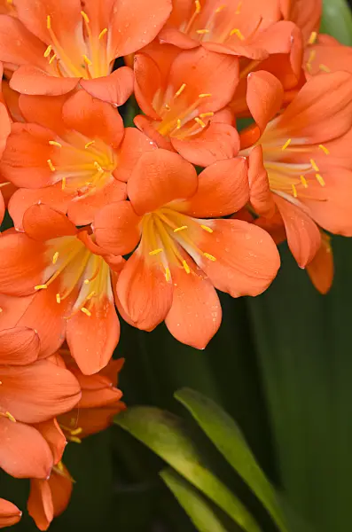 531154 - Natal lily (Clivia miniata)
