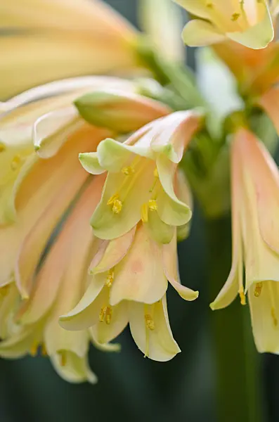 529077 - Natal lily (Clivia x cyrtanthiflora)