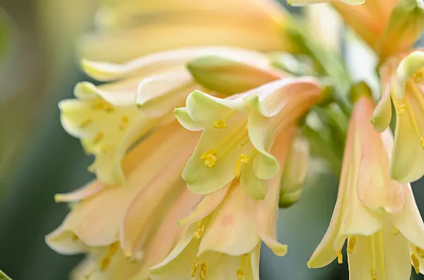 529078 - Natal lily (Clivia x cyrtanthiflora)