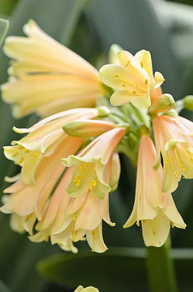 529079 - Natal lily (Clivia x cyrtanthiflora)