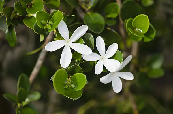 534469 - Natal plum (Carissa macrocarpa)