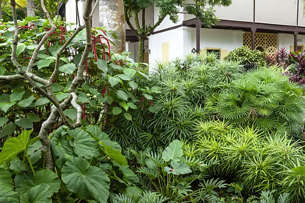 454161 - National Orchid Garden, Singapore