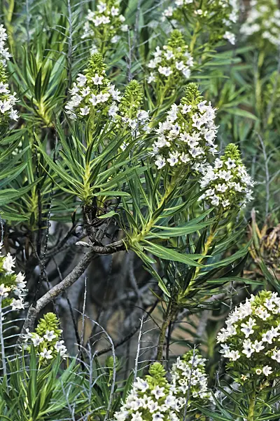 397104 - Natternkopf (Echium decaisnei)