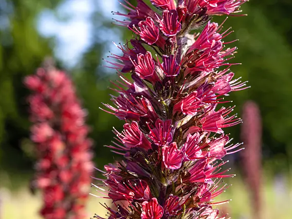438153 - Natternkopf (Echium maculatum syn. Pontechium maculatum)