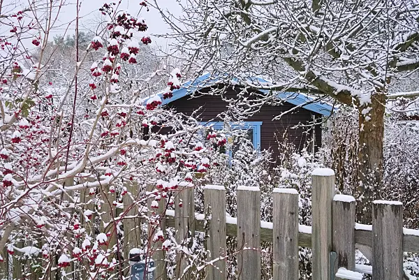 670004 - Natural garden in winter