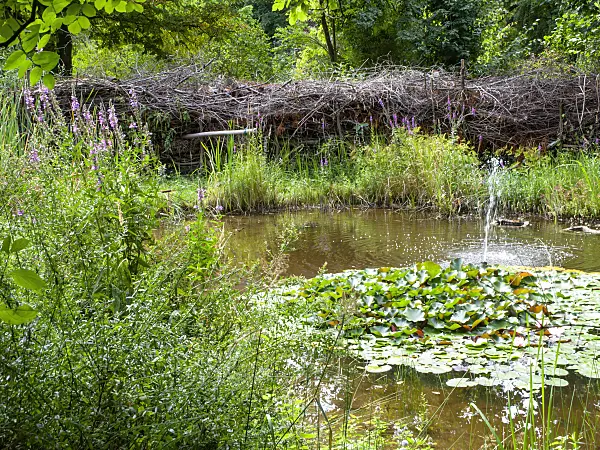 463048 - Natural garden pond with Benjes hedge