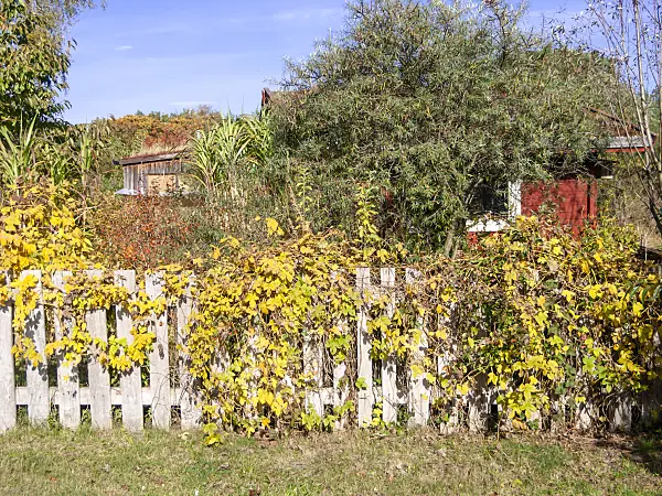 513101 - Natural garden with garden house and wooden fence