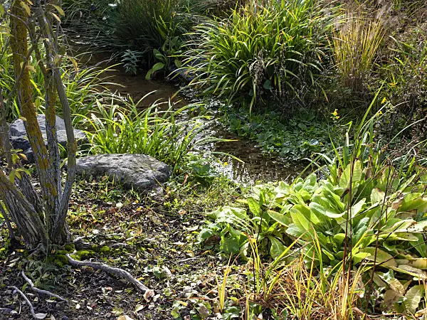 465170 - Naturnaher Bachlauf in einem Garten