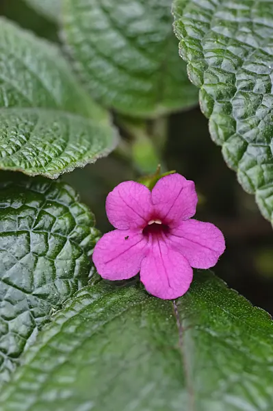 483330 - Nautilocalyx melittifolius