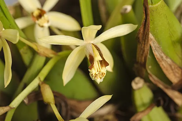 481029 - Necklace orchid (Coelogyne tomentosa)