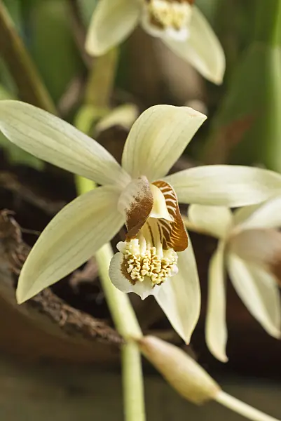 551007 - Necklace orchid (Coelogyne tomentosa)