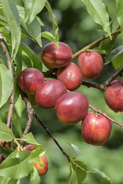 575259 - Nectarine (Prunus persica var. nucipersica 'Harblaze')