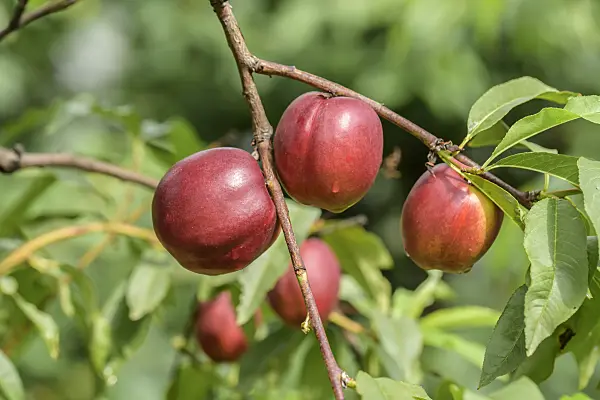 575260 - Nectarine (Prunus persica var. nucipersica 'Harblaze')