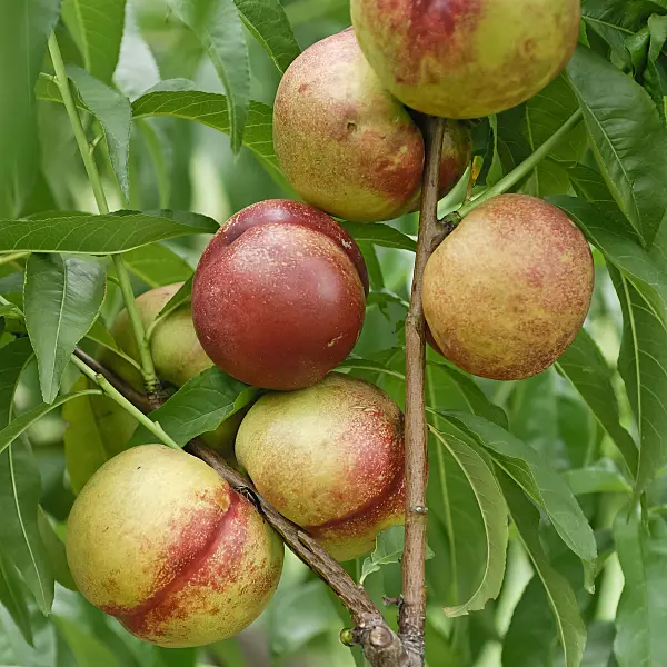 471447 - Nectarine (Prunus persica var. nucipersica 'Nectared 6')