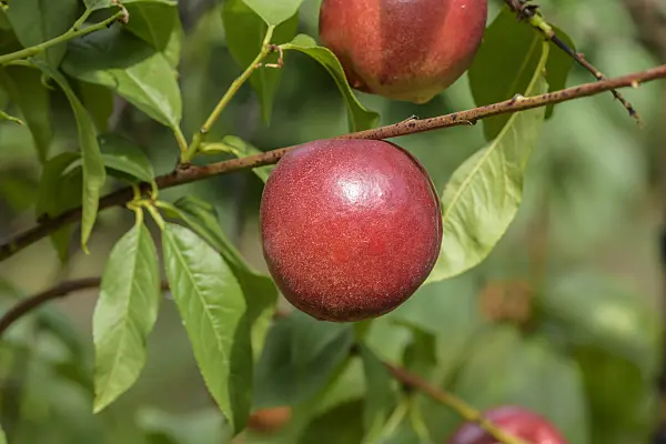 575275 - Nectarine (Prunus persica var. nucipersica 'Snow Queen')