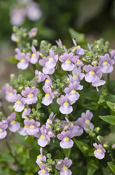 523047 - Nemesia