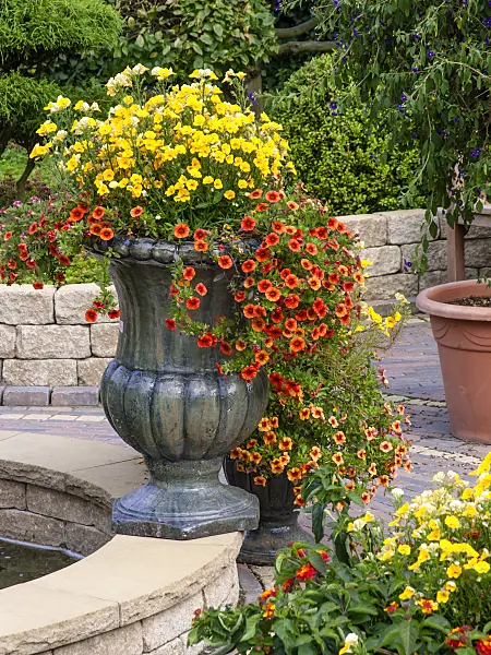 462131 - Nemesia and Calibrachoa in a flower tub