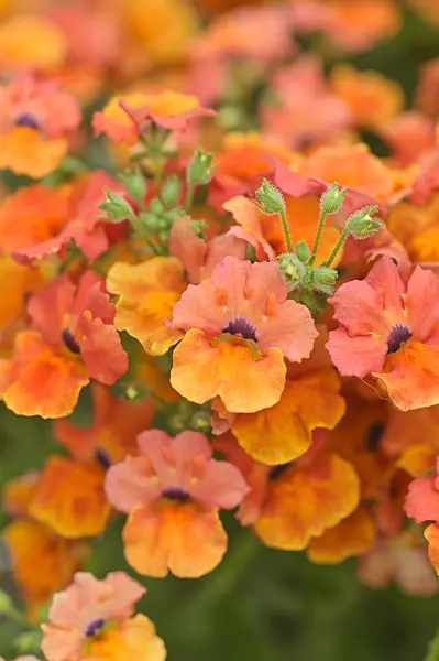 485026 - Nemesia Angelart