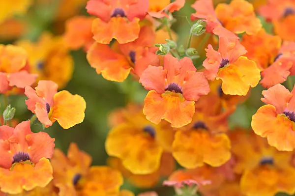 485031 - Nemesia Angelart