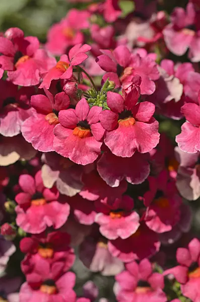 496379 - Nemesia Angelart Fruit Punch